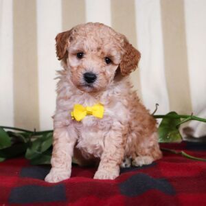 Bichonpoo Puppy Toby