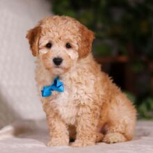 Bichonpoo Puppy Toby