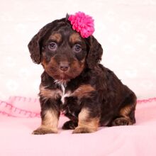 Cockapoo Puppy Violet