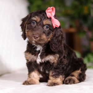 Cockapoo Puppy Violet