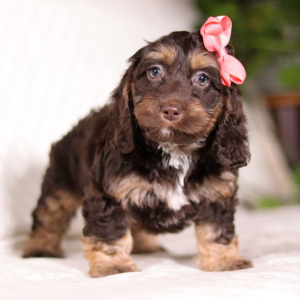 Cockapoo Puppy Violet