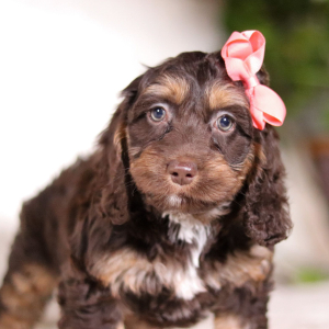 Cockapoo Puppy Violet