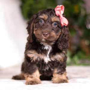 Cockapoo Puppy Violet