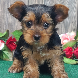 Yorkshire Terrier Puppy Teddie