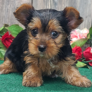 Yorkshire Terrier Puppy Teddie