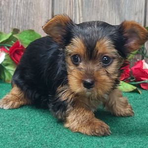 Yorkshire Terrier Puppy Teddie