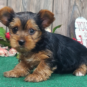 Yorkshire Terrier Puppy Teddie