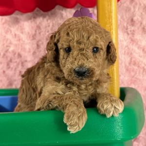 Labradoodle Puppy Halie