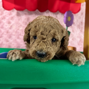 Labradoodle Puppy Halie