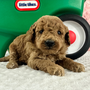 Labradoodle Puppy Halie