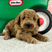 Labradoodle Puppy Halie