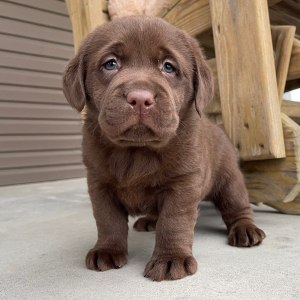 Labrador Retriever Puppy Iggy