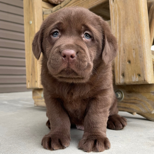 Labrador Retriever Puppy Iggy
