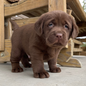 Labrador Retriever Puppy Iggy