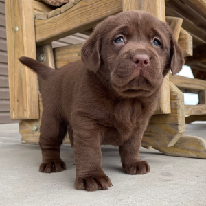 Labrador Retriever Puppy Iggy