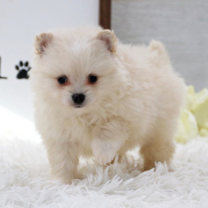 Pomeranian Puppy Teddy