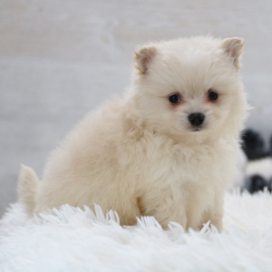 Pomeranian Puppy Teddy