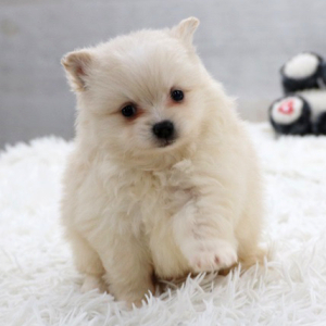 Pomeranian Puppy Teddy