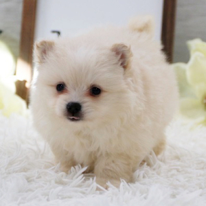 Pomeranian Puppy Teddy