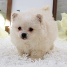 Pomeranian Puppy Teddy