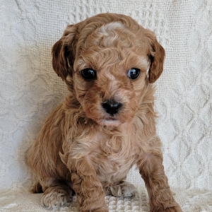 Poodle Puppy Howie
