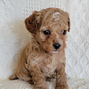 Poodle Puppy Howie