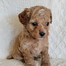 Poodle Puppy Howie