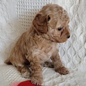 Poodle Puppy Howie