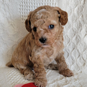 Poodle Puppy Howie