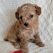 Poodle Puppy Howie