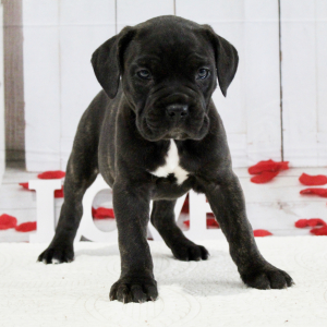 Cane Corso Puppy Brooke