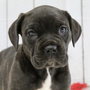 Cane Corso Puppy Brooke
