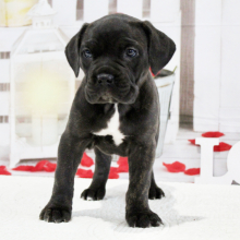 Cane Corso Puppy Brooke