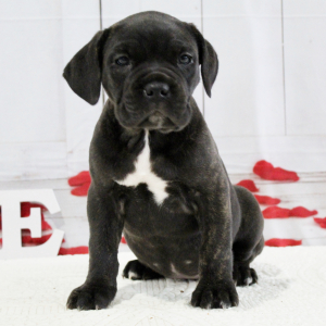 Cane Corso Puppy Brooke