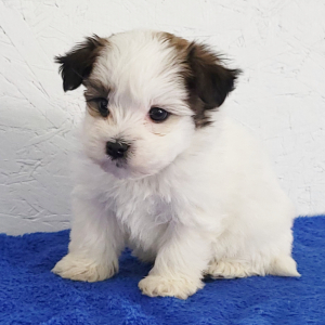 Havanese Puppy Porter