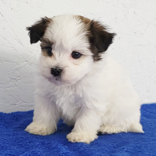 Havanese Puppy Porter