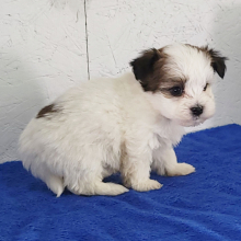 Havanese Puppy Porter