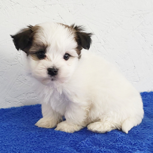 Havanese Puppy Porter
