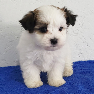 Havanese Puppy Porter