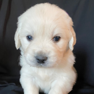Golden Retriever Puppy Romeo
