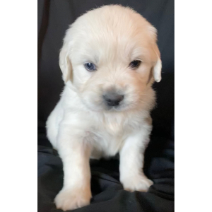 Golden Retriever Puppy Romeo