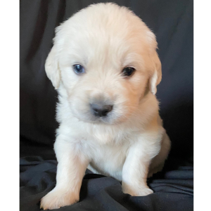 Golden Retriever Puppy Romeo