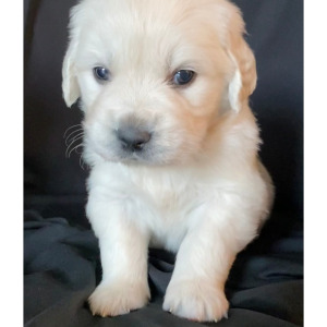 Golden Retriever Puppy Romeo