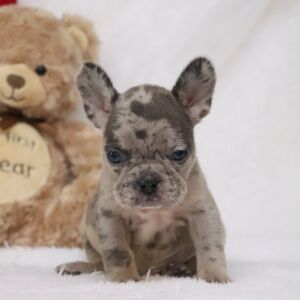 French Bulldog Puppy Sofia