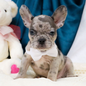 French Bulldog Puppy Sofia