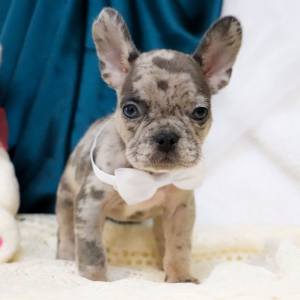 French Bulldog Puppy Sofia