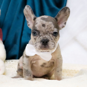 French Bulldog Puppy Sofia