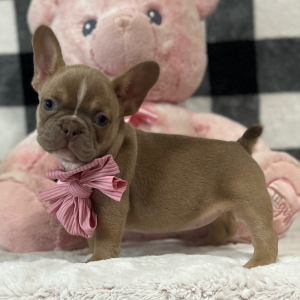 French Bulldog Puppy Love