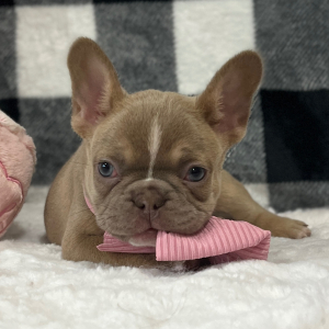 French Bulldog Puppy Love