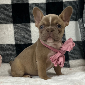 French Bulldog Puppy Love